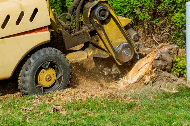 Professional Tree Care Services in Powdersville, SC