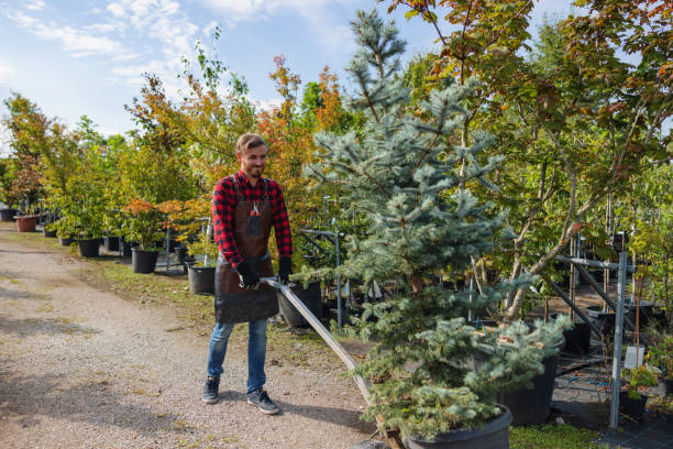 How Our Tree Care Process Works  in  Powdersville, SC